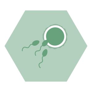 Fertilité https://b2b.nutriphyt.be/media/cache/dakzilla_intervention/ebb805e18cd45128ea4d77de5b13c5bc/Vruchtbaarheid.jpg
